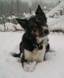 arwen border collie down snow